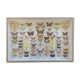 Butterflies stuffed under glass