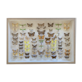 Papillons naturalisés sous verre