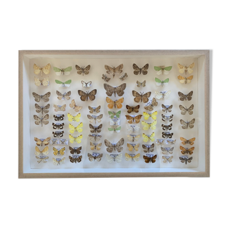 Butterflies stuffed under glass