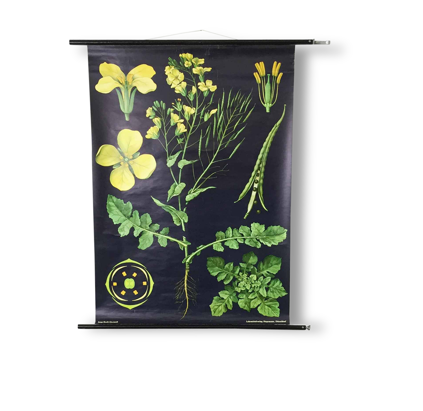 Vintage educational pull-down chart Jung Koch Quentell school map illustration