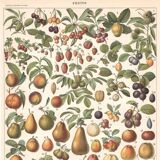Old plate on fruits 1897