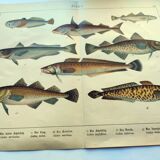 1898 Engraving - Fish - Ling and Haddock - Vintage Lithograph Plate