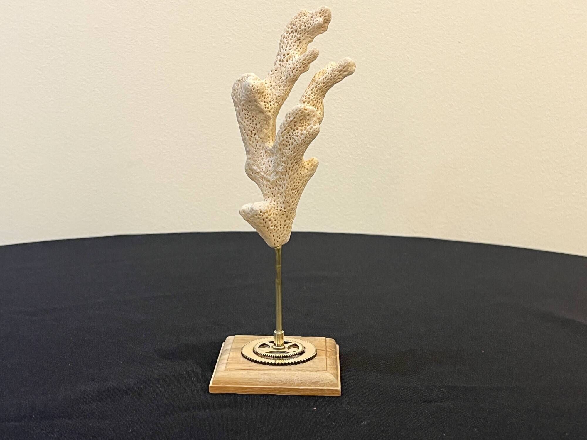 Branch of old natural white coral on wooden base cabinet of curiosities