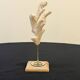 Branch of old natural white coral on wooden base cabinet of curiosities
