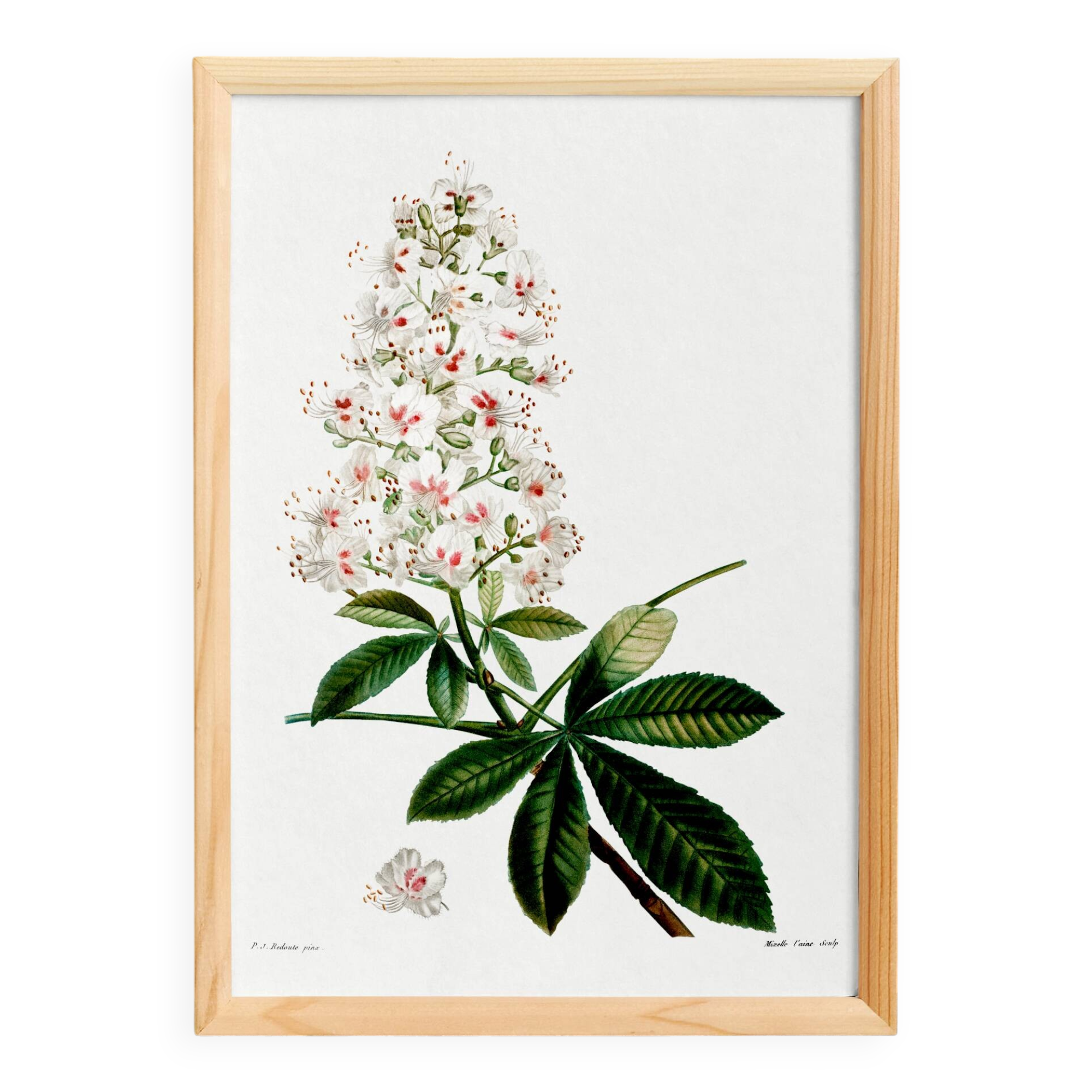 Botanical poster on horse chestnut, after an old engraving