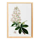 Botanical poster on horse chestnut, after an old engraving