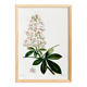 Botanical poster on horse chestnut, after an old engraving