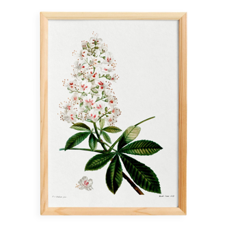 Botanical poster on horse chestnut, after an old engraving