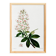 Botanical poster on horse chestnut, after an old engraving