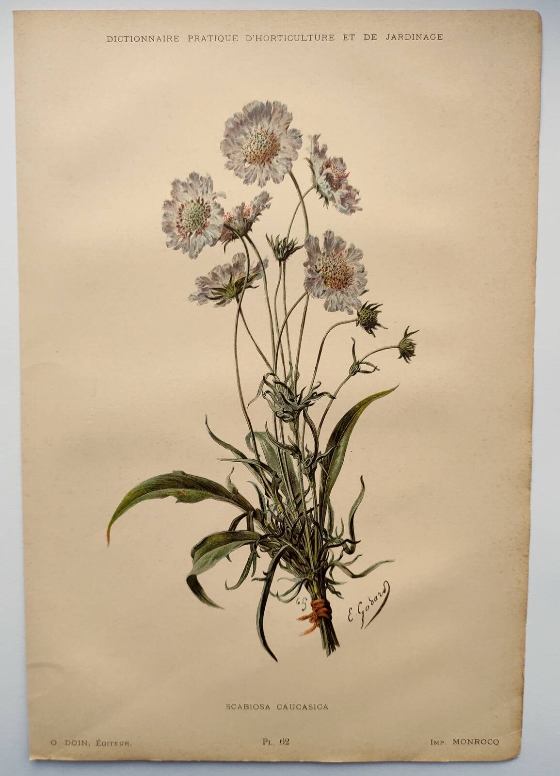 Botanical engraving from 1897 - Bouquet of Scabieuse - Old original flower plate by E.Godart