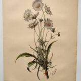 Botanical engraving from 1897 - Bouquet of Scabieuse - Old original flower plate by E.Godart