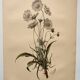 Botanical engraving from 1897 - Bouquet of Scabieuse - Old original flower plate by E.Godart