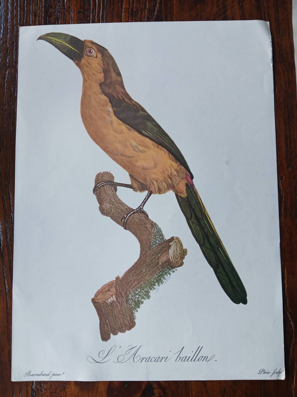 set of 3 zoological posters - birds and ducks