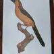 set of 3 zoological posters - birds and ducks