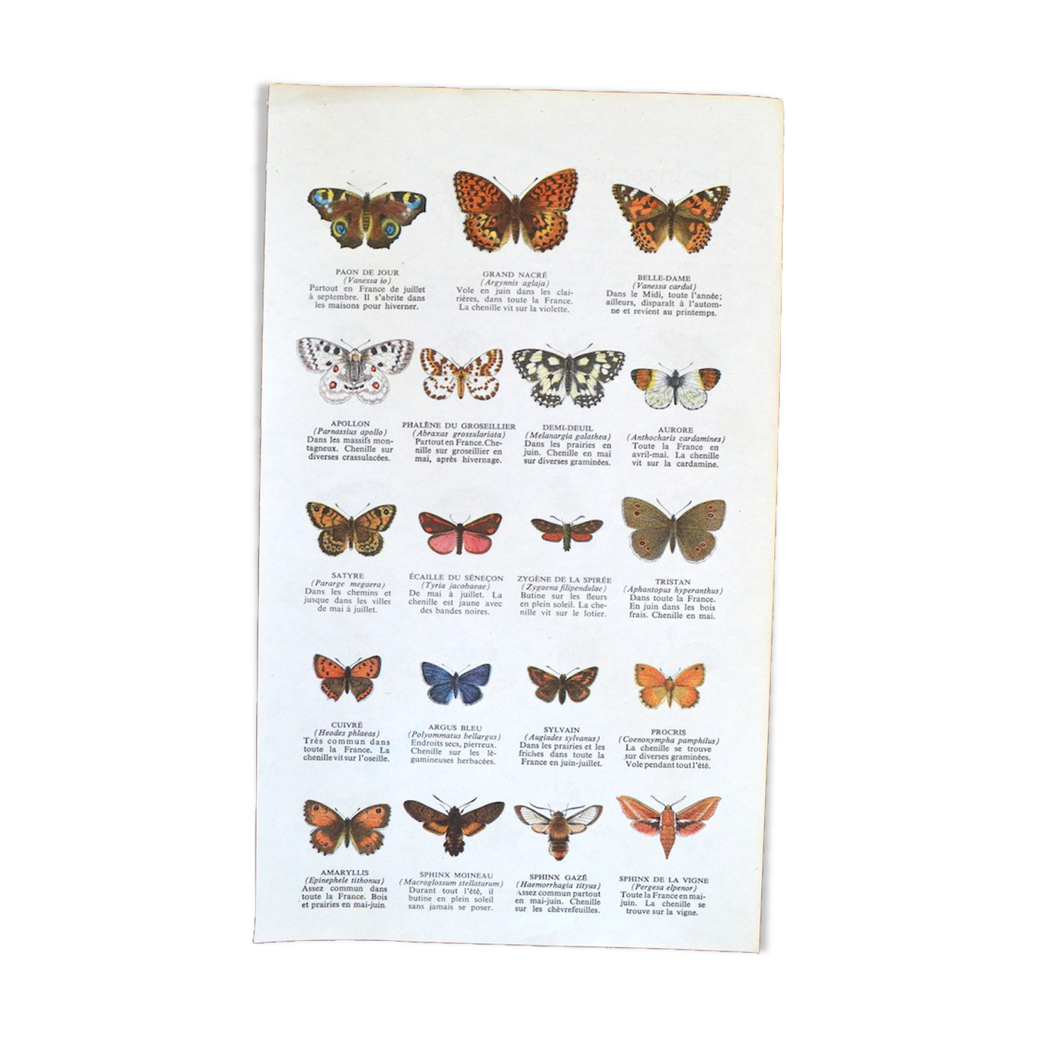 Butterfly and insect poster on both sides 1969