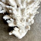 White coral