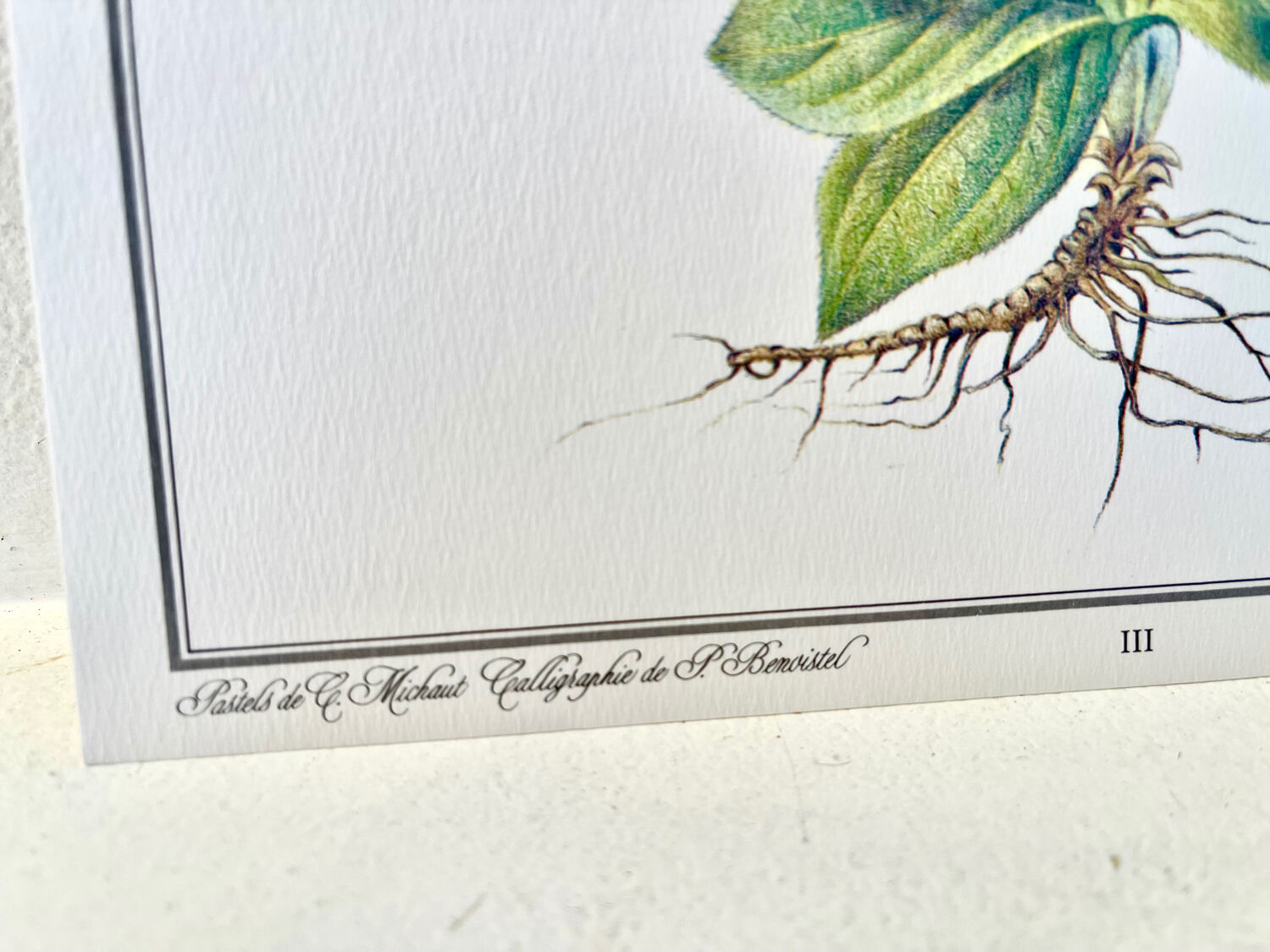 Botanical plate – Arnica – Louis Pariente, 1986