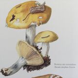 Illustration botanique Champignon Russule blanche Impression Vintage des années 60