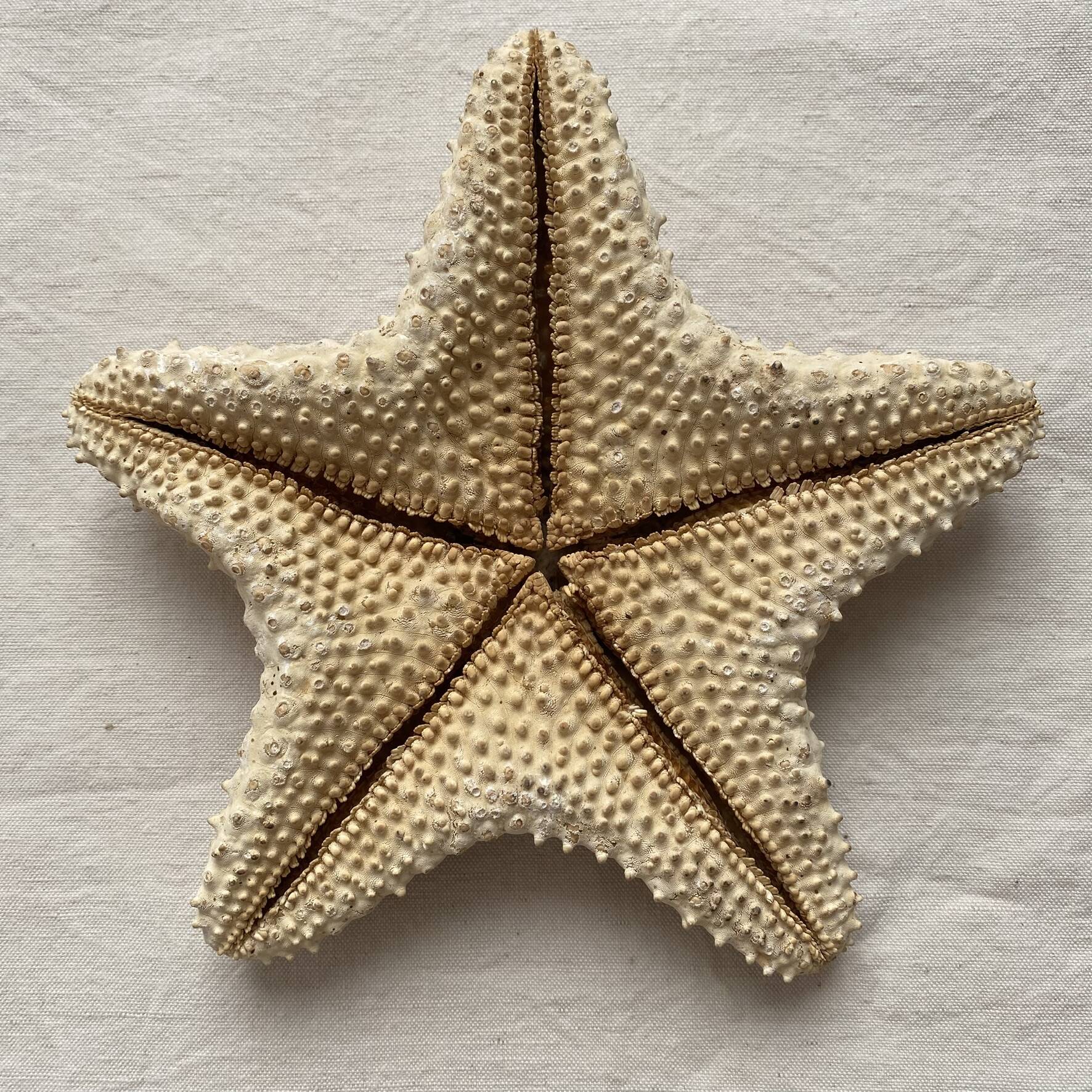 knotted starfish 21 cm