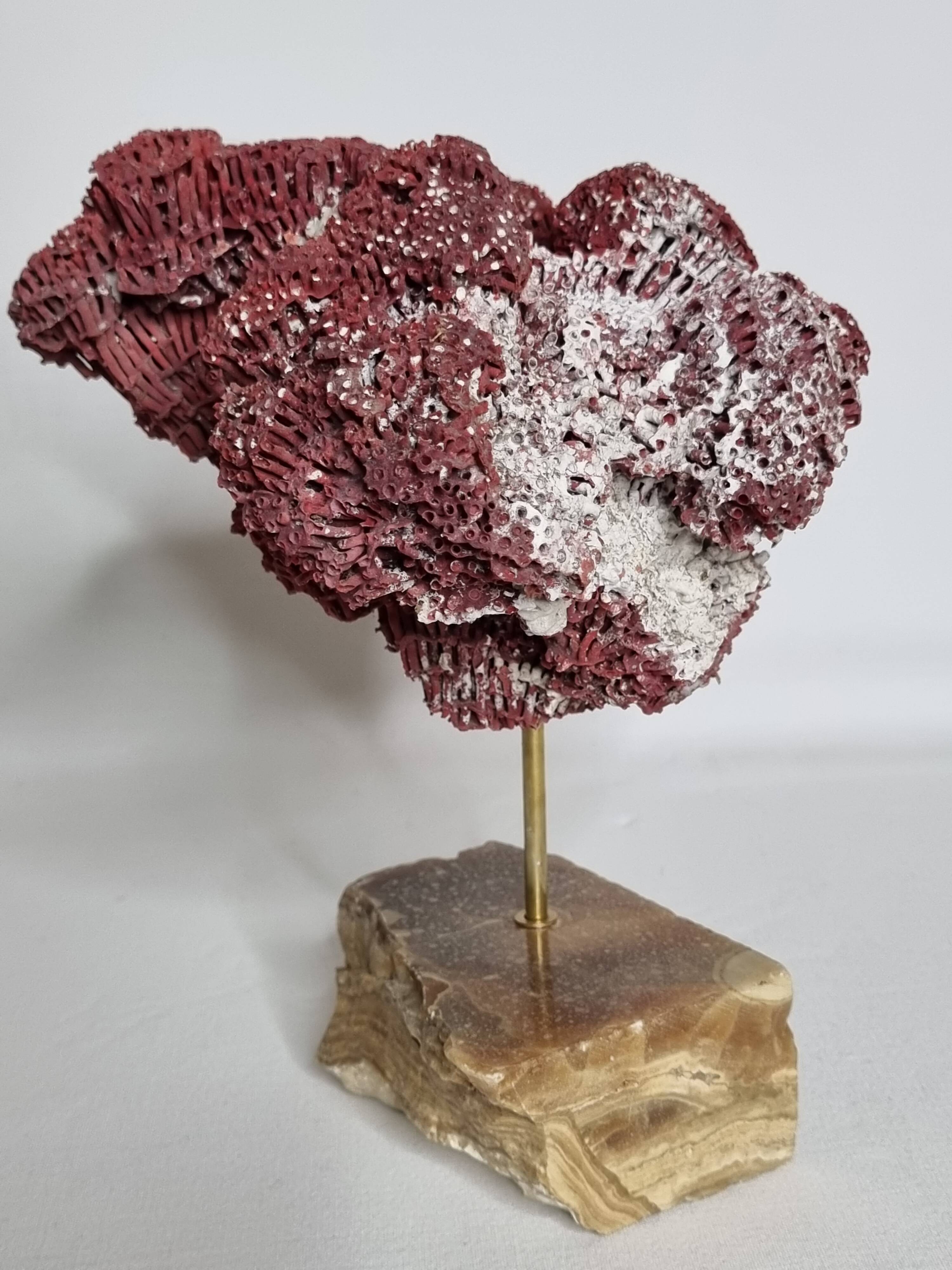 Ornamental coral on base Tubipora musica, 22 cm