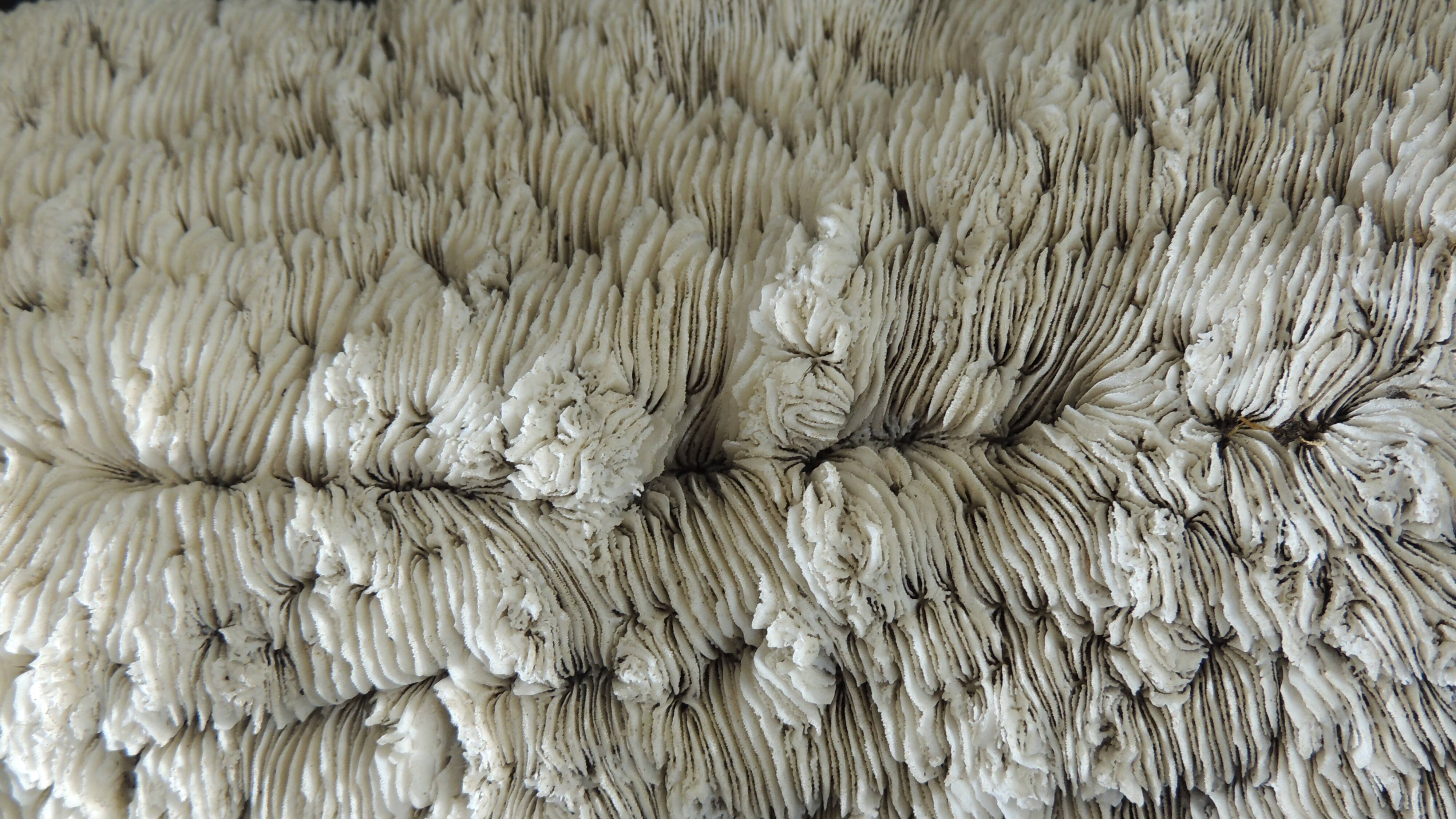 White coral cushion shark, vanuatu, papua new guinea