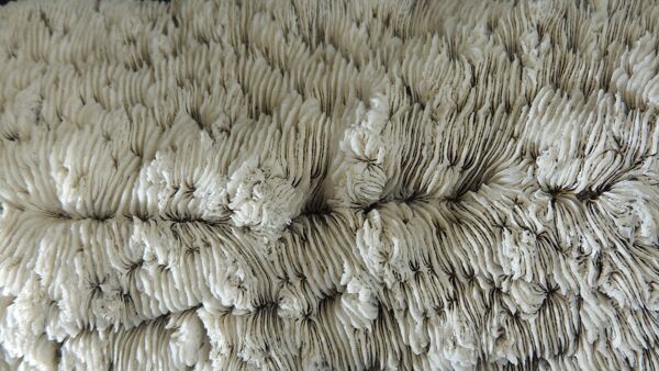 Corail blanc coussin de requin , vanuatu ,papouasie nouvelle guinée