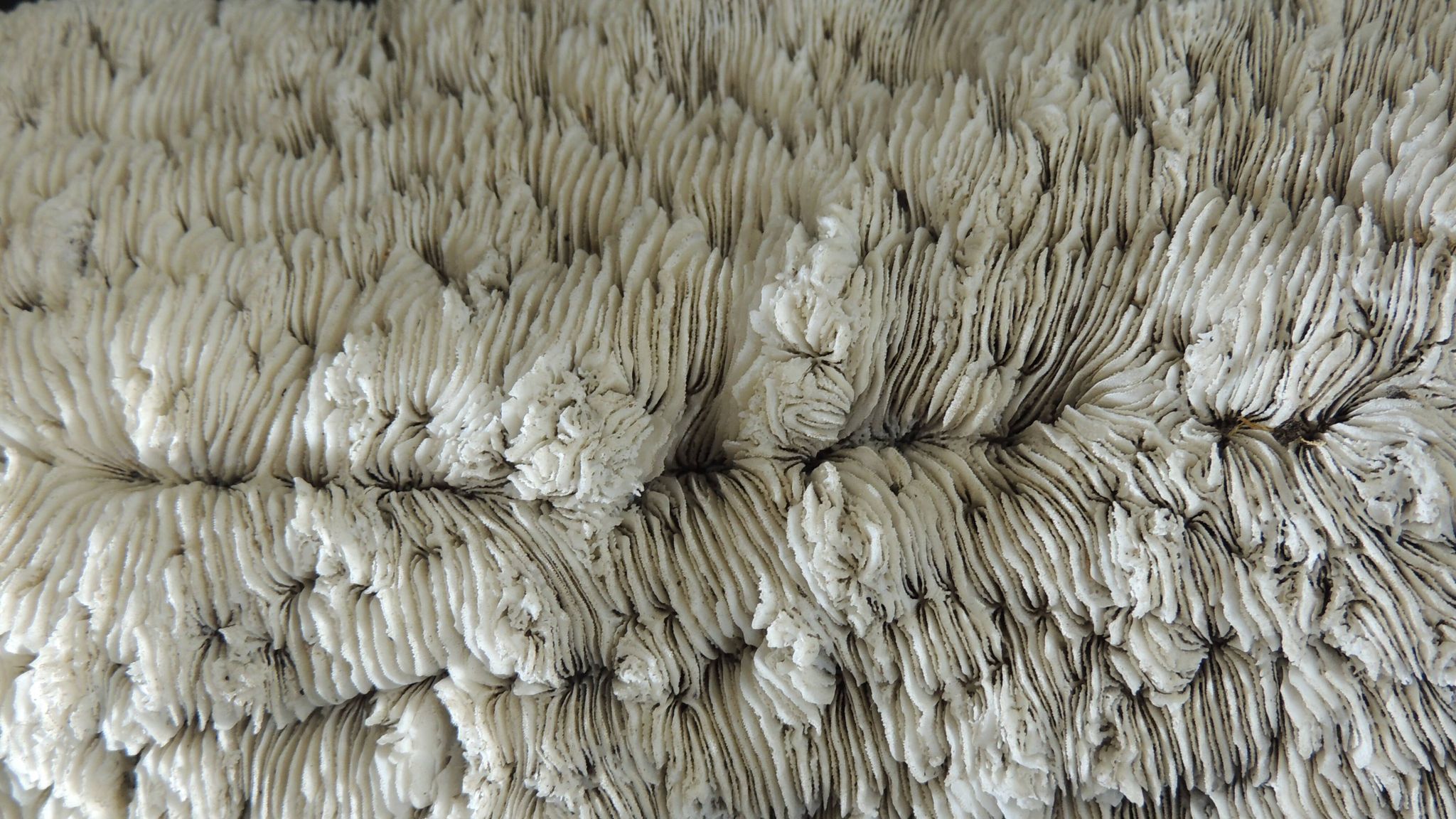 White coral cushion shark, vanuatu, papua new guinea