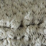 White coral cushion shark, vanuatu, papua new guinea