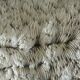 White coral cushion shark, vanuatu, papua new guinea