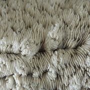 White coral cushion shark, vanuatu, papua new guinea
