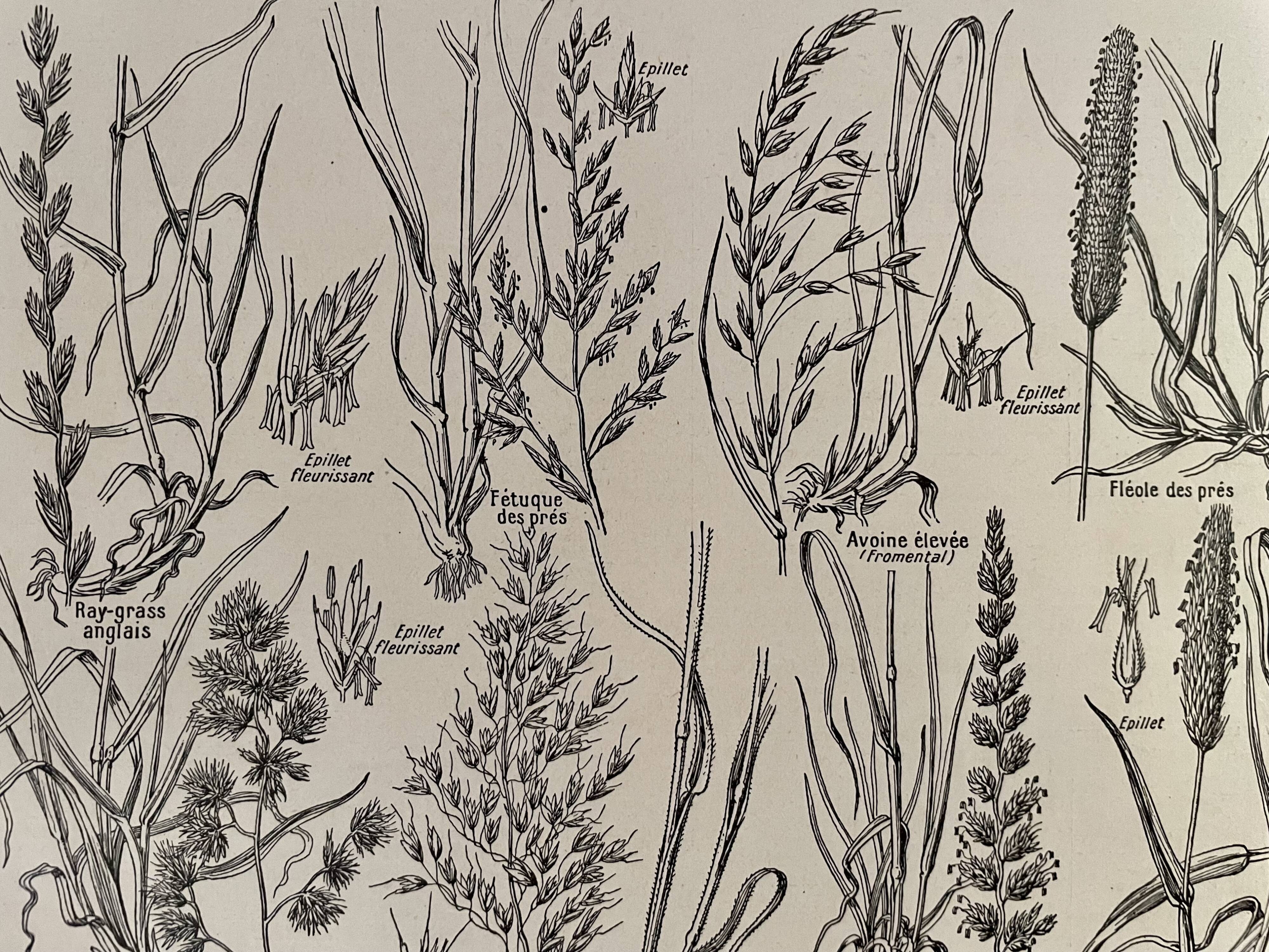 Lithograph on prairie flowers and flowers from 1921