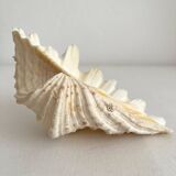 Old natural shell holy water font with empty pocket