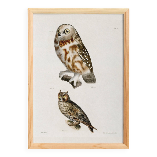 Affiche sur “les chouettes et hiboux”, d’après une lithographie ancienne