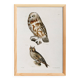 Poster about “owls”, based on an old lithograph
