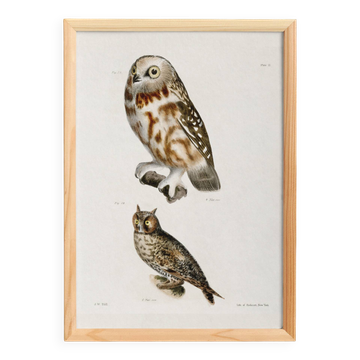 Poster about “owls”, based on an old lithograph