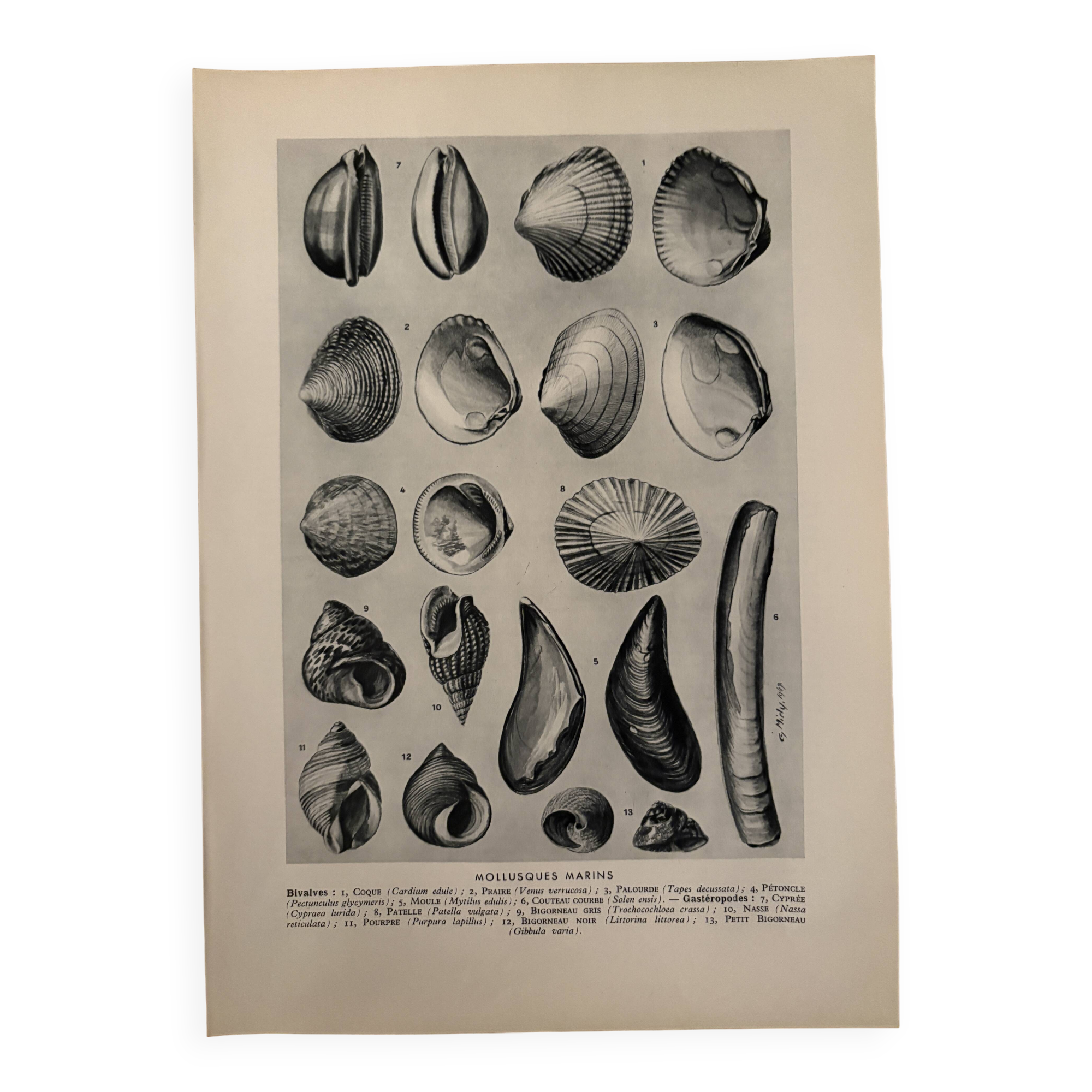 Illustrated plate on shells (marine molluscs) – 1950