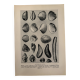 Illustrated plate on shells (marine molluscs) – 1950