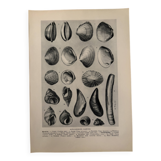 Illustrated plate on shells (marine molluscs) – 1950