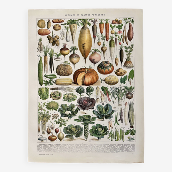 Lithographie sur les légumes et plantes potagères - 1930