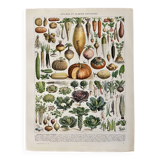 Lithograph on vegetables and vegetable plants - 1930