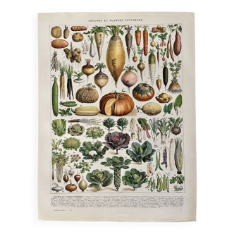 Lithograph on vegetables and vegetable plants - 1930