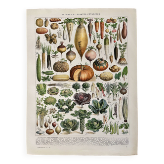 Lithographie sur les légumes et plantes potagères - 1930