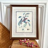 Botanical frame bigarreaux cherry branch