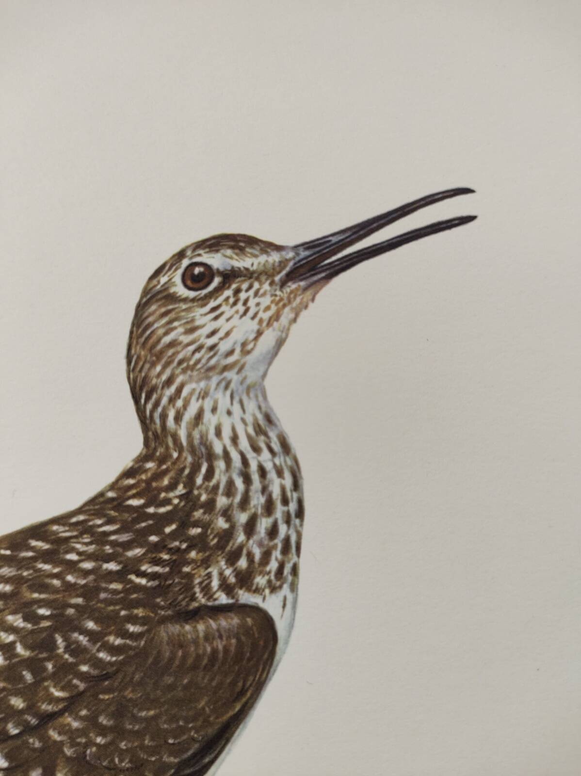 Antique bird illustration from 1960. White-throated Sandpiper. Zoological plate