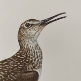 Antique bird illustration from 1960. White-throated Sandpiper. Zoological plate