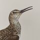 Antique bird illustration from 1960. White-throated Sandpiper. Zoological plate