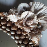 Mirror shells old
