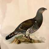 Old board framed under glass, bird