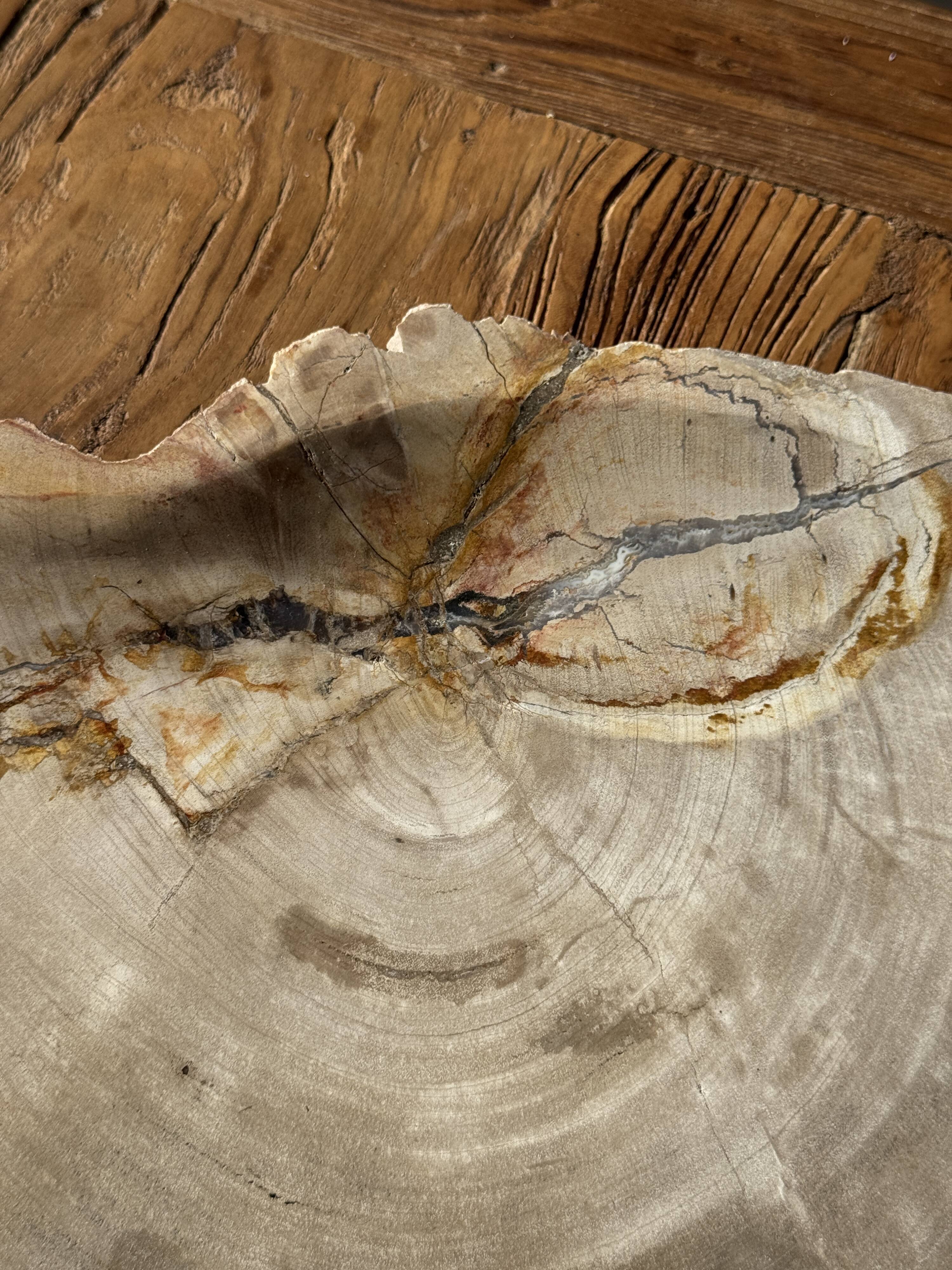 Very large pocket tray or dish in beige petrified wood D35