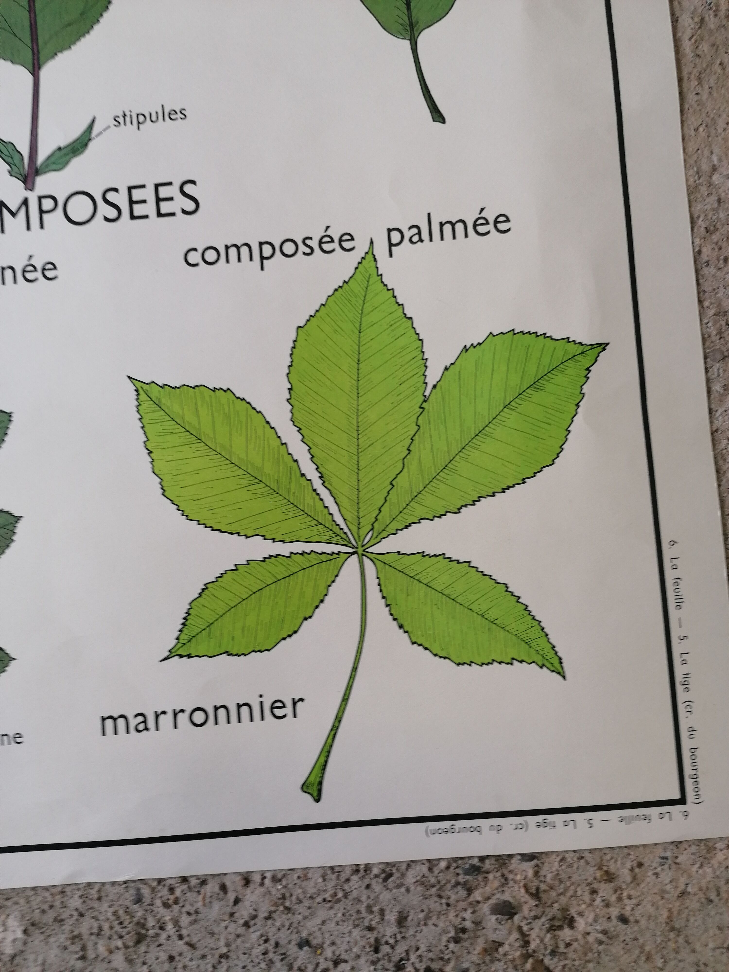 Rossignol school poster from the 60s: The Leaf - The stems.